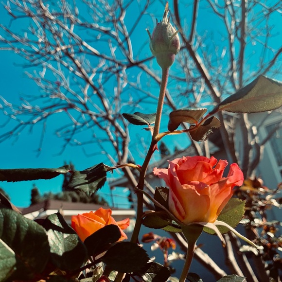 Threads of Violet - Picture 13 of 16